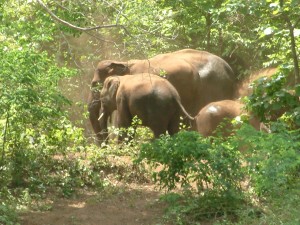 Elephant Satkoshia Sambalpur