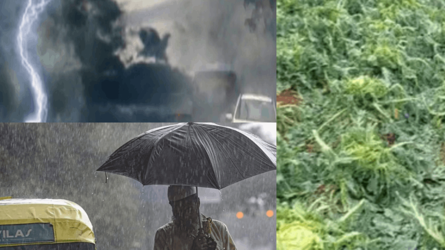 Nor’wester rain damages standing crops in Odisha - My Sambalpur