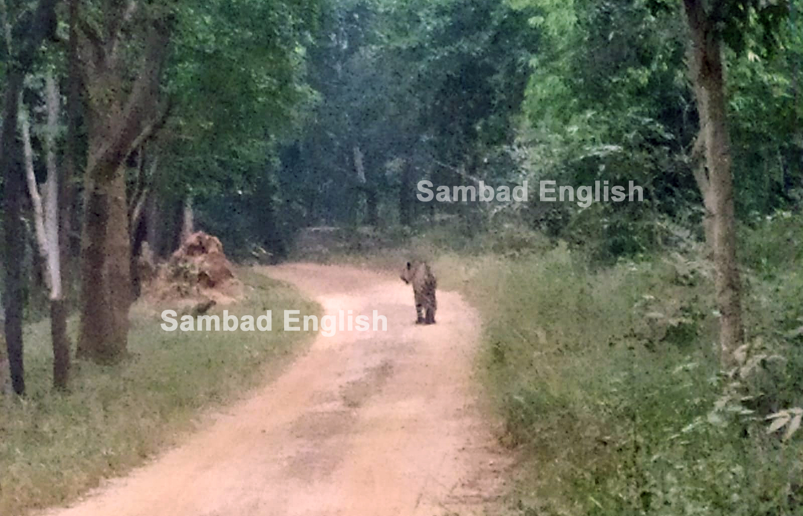 Royal Bengal Tiger spotted in Debrigarh Wildlife Sanctuary near entry gate