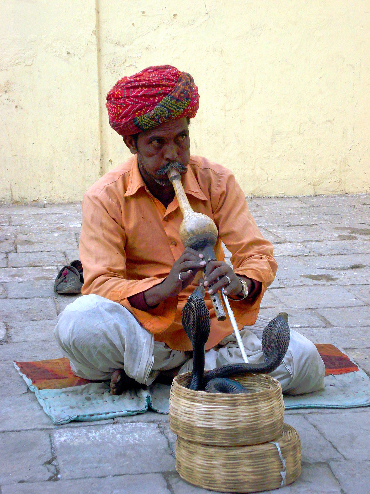 Superstition: Ear wound can be cured by inserting Cobra Tail