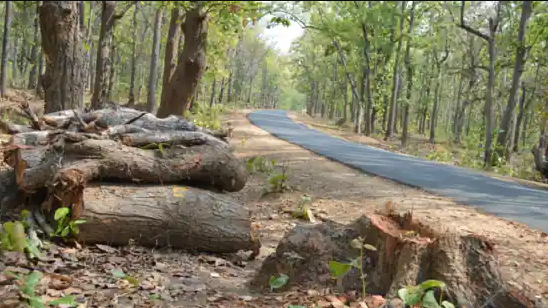 Trees Cut